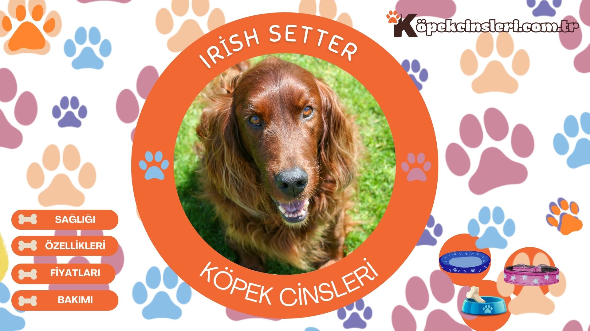 Irish Setter