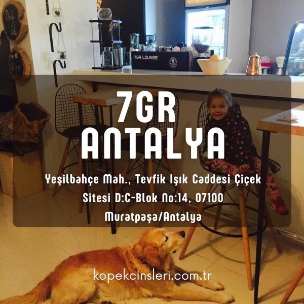 7 GR Antalya Evcil Hayvan Dostu Restoranlar