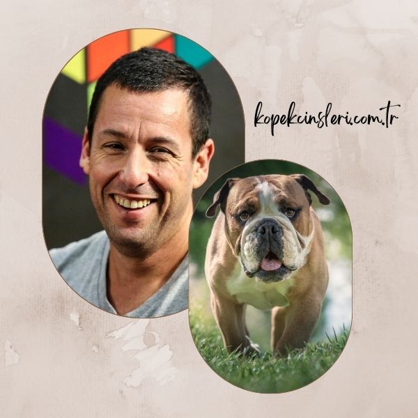 Adam Sandler’ın Köpeği Meatball - Ünlülerin Köpek İsimleri 