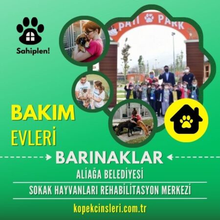 Aliağa Belediyesi Sokak Hayvanları Rehabilitasyon Merkezi