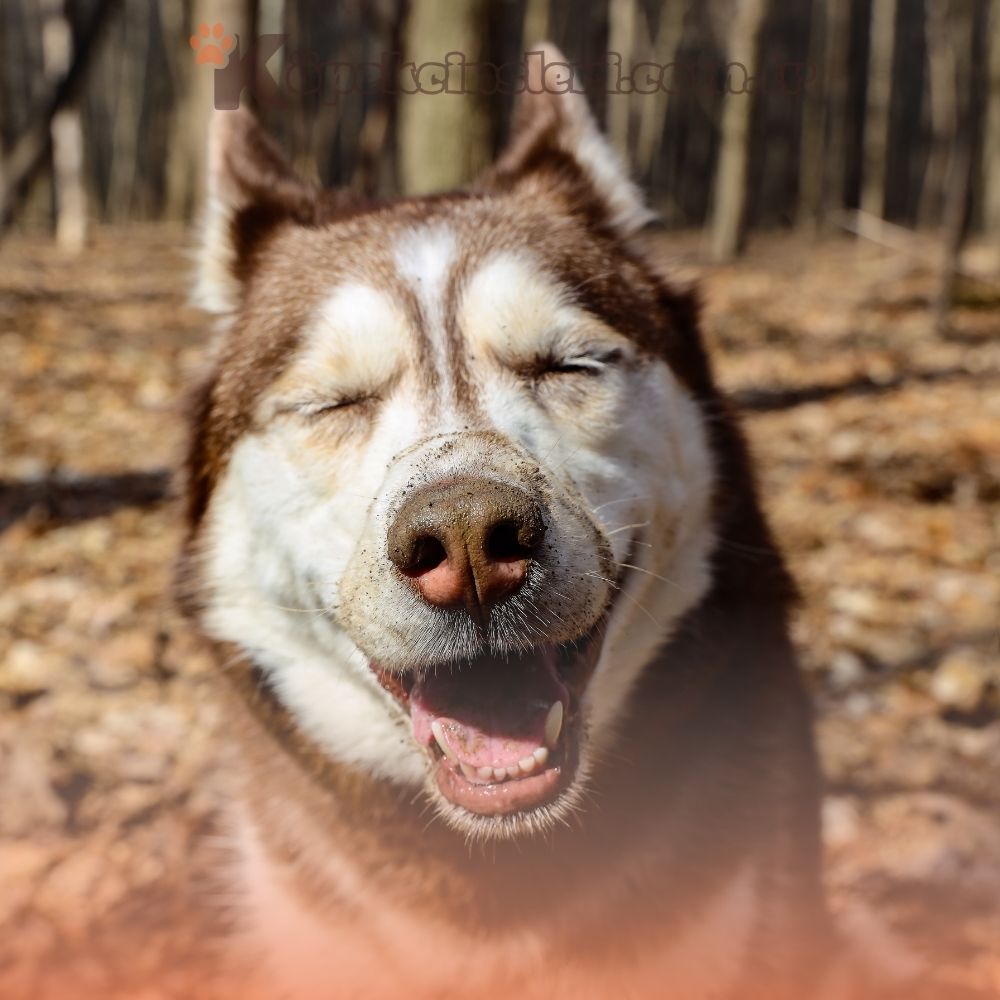 Beyaz ve Kahverengi Köpekler