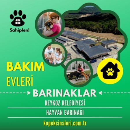 Beykoz Belediyesi Hayvan Barınağı