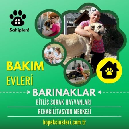 Bitlis Sokak Hayvanları Rehabilitasyon Merkezi