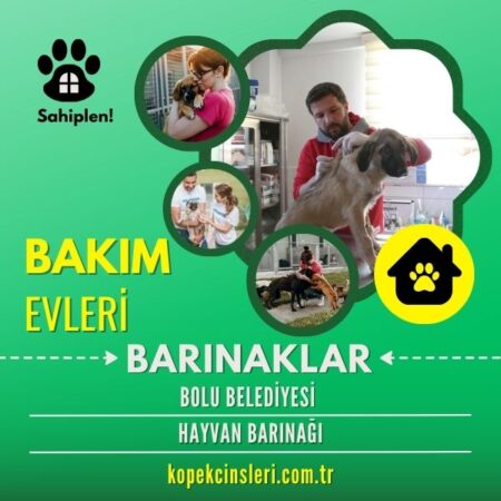 Bolu Belediyesi Hayvan Barınağı