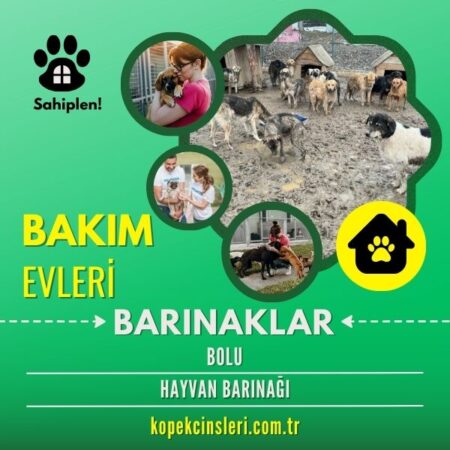 Bolu Hayvan Barınağı