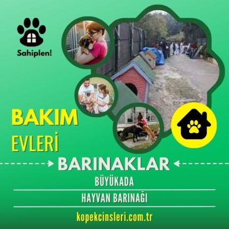 Büyükada Hayvan Barınağı