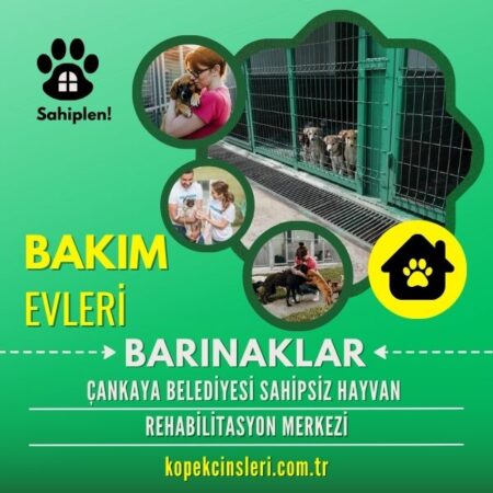 Çankaya Belediyesi Sahipsiz Hayvan Rehabilitasyon Merkezi