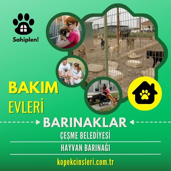 Çeşme Belediyesi Hayvan Barınağı