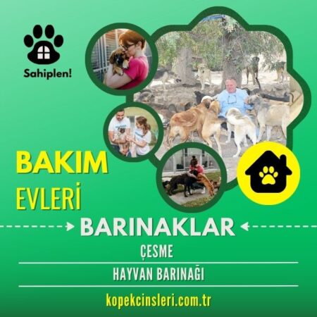 Çesme Hayvan Barınağı