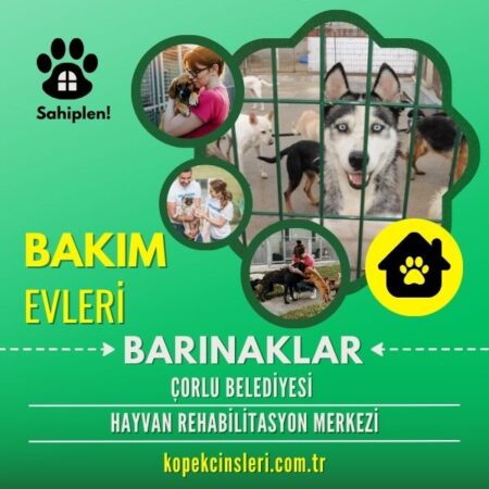 Çorlu Belediyesi Hayvan Rehabilitasyon Merkezi