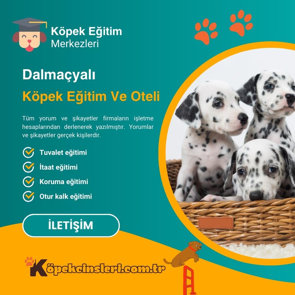 Dalmaçyalı Köpek Eğitim Ve Oteli