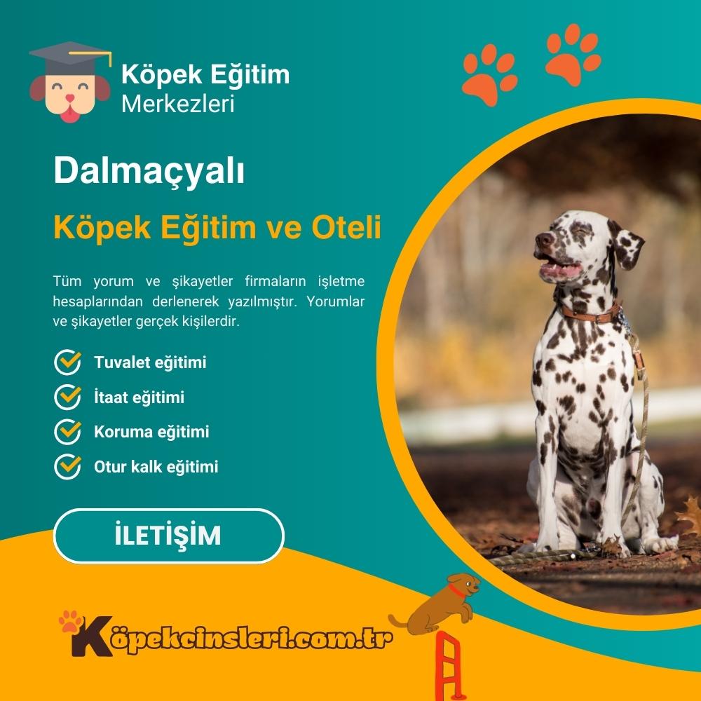 Dalmaçyalı Köpek Eğitim Ve Oteli