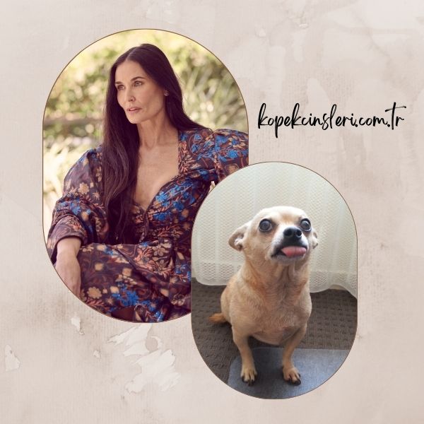 Demi Moore’un Köpeği Vida