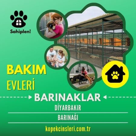 Diyarbakır Barınağı