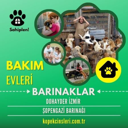 Dohayder İzmir Şopengazi Barınağı