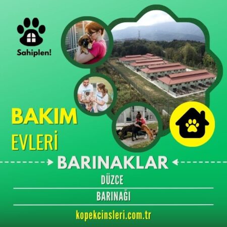 Düzce Barınağı