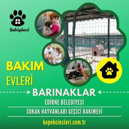 Edirne Belediyesi Sokak Hayvanları Geçici Bakımevi