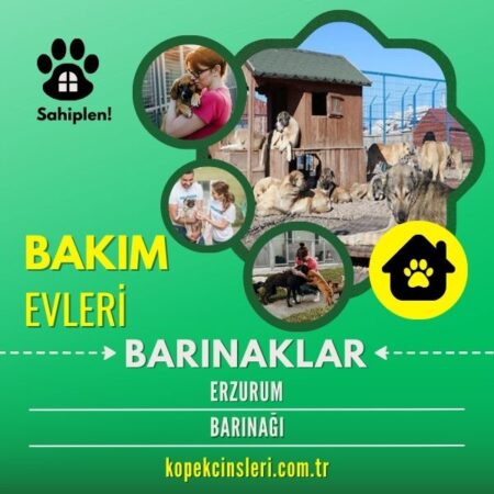 Erzurum Barınağı