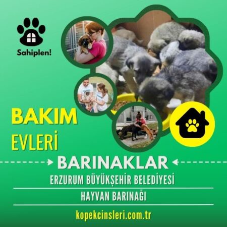 Erzurum Büyükşehir Belediyesi Hayvan Barınağı