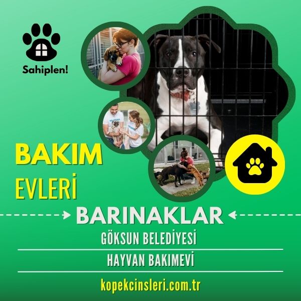 Göksun Belediyesi Hayvan Bakımevi