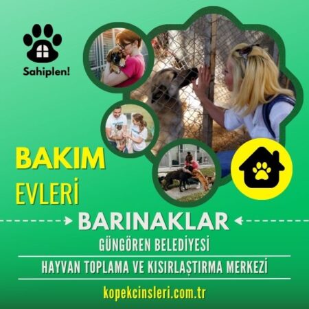 Güngören Belediyesi Hayvan Toplama Ve Kısırlaştırma Merkezi