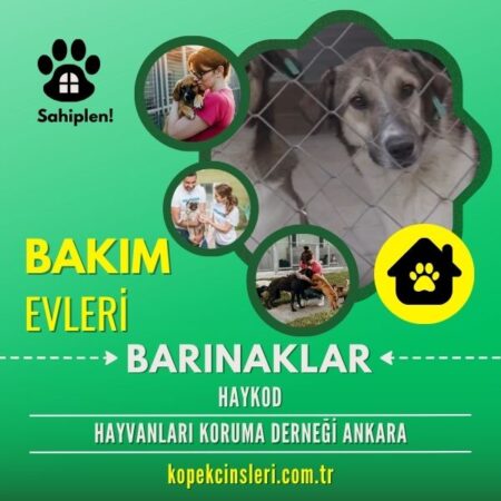 Haykod Hayvanları Koruma Derneği Ankara