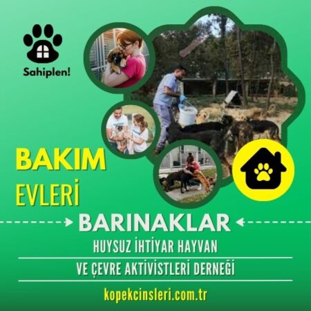 Huysuz İhtiyar Hayvan Ve Çevre Aktivistleri Derneği