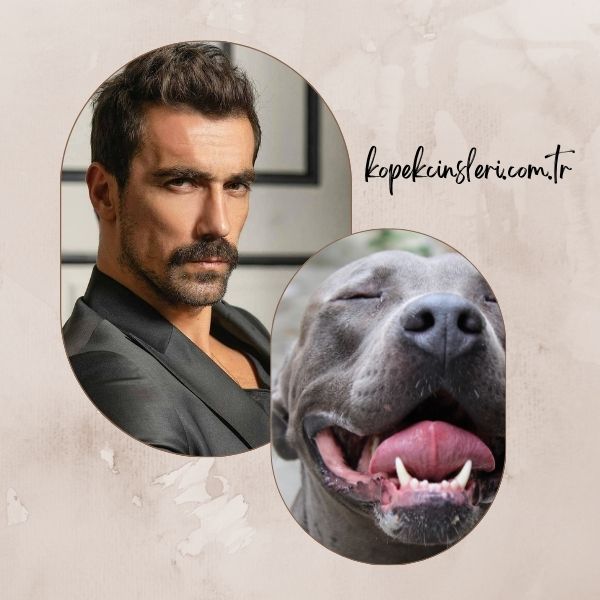 İbrahim Çelikkol’un Köpeği Jozi