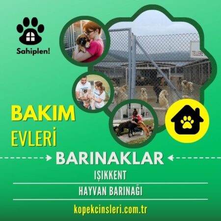 Işıkkent Hayvan Barınağı