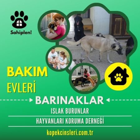 Islak Burunlar Hayvanları Koruma Derneği