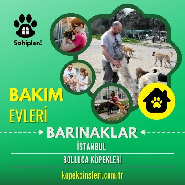 İstanbul Bolluca Köpekleri