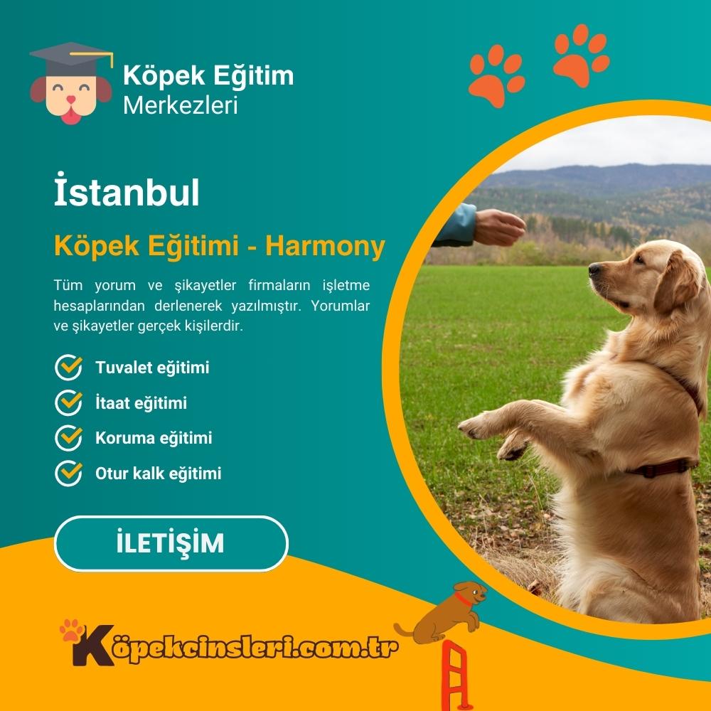 İstanbul Köpek Eğitimi Harmony