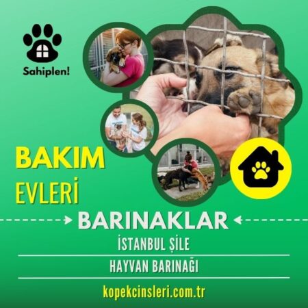 İstanbul Şile Hayvan Barınağı