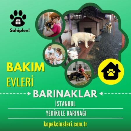 İstanbul Yedikule Barınağı