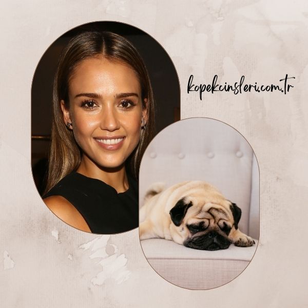 Jessica Alba’nın Köpeği Sid