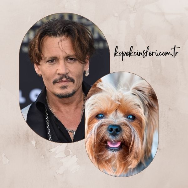 Jhonny Deep’in Köpeği Boo - Ünlülerin Köpek İsimleri 