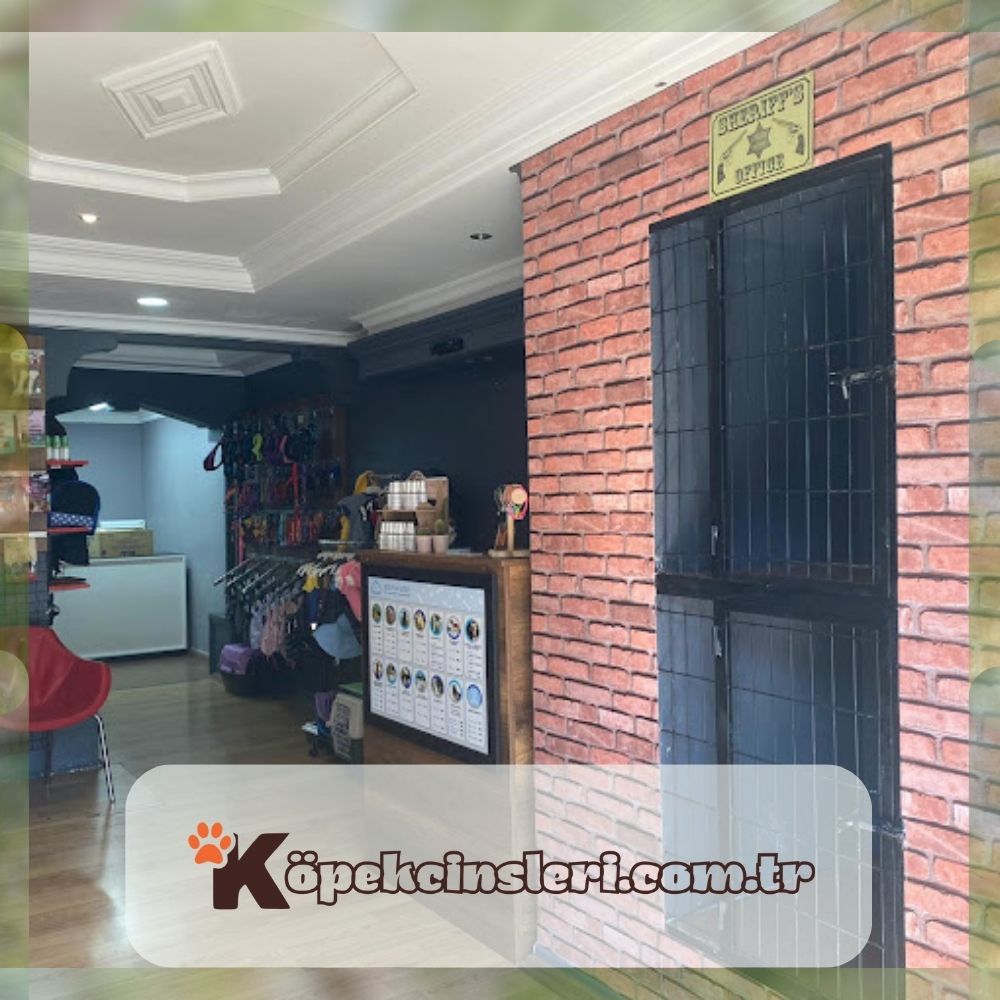 Kadıköy Pet Stylist | Pet Kuaför