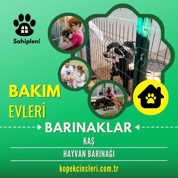 Kaş Hayvan Barınağı