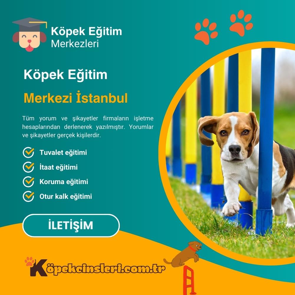 Köpek Eğitim Merkezi İstanbul