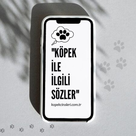 Köpek İle İlgili Sözler