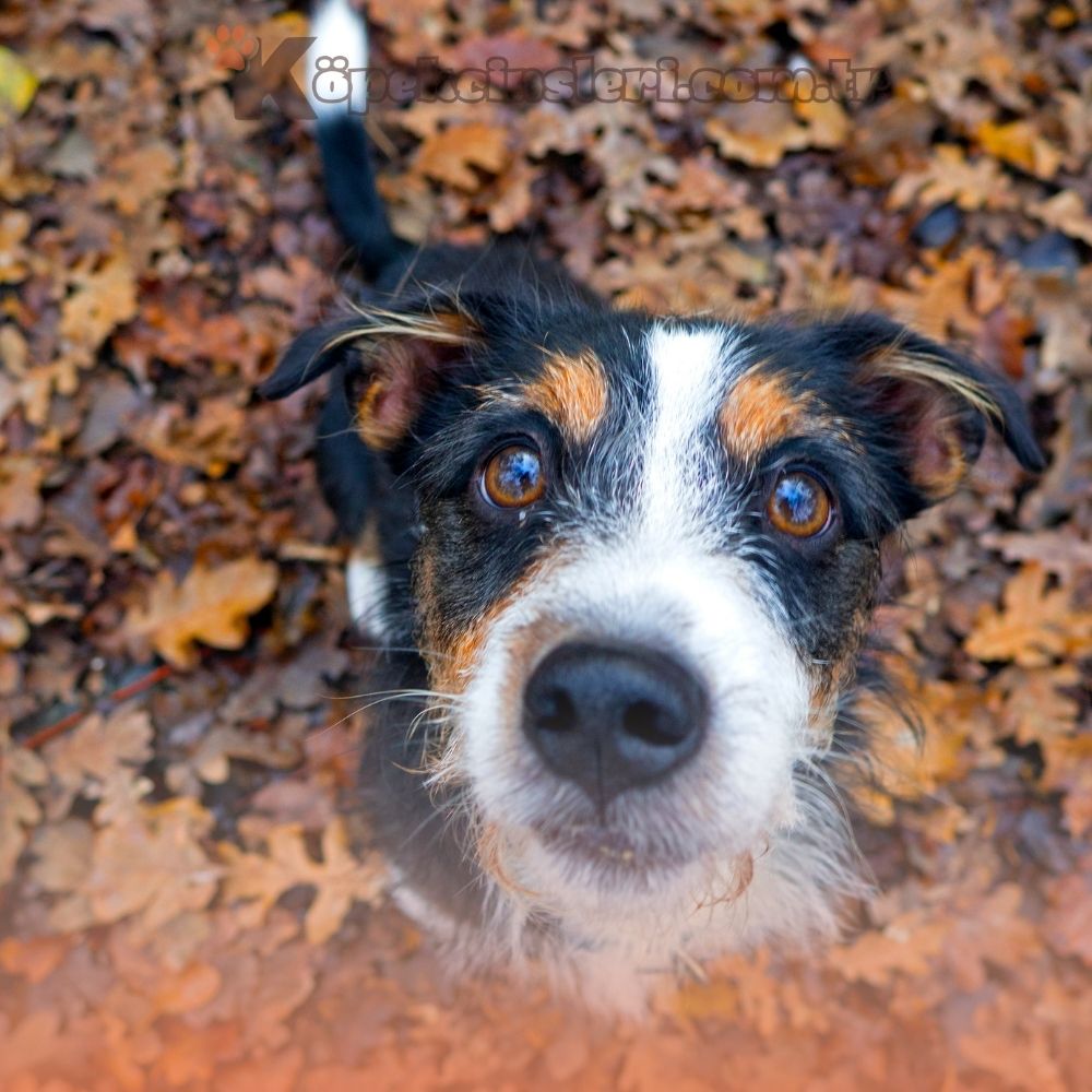 Kürk Uzunluğu Orta Olan Köpekler