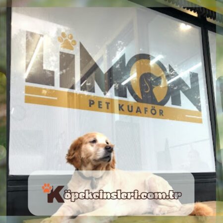 Limon Pet Kuaför