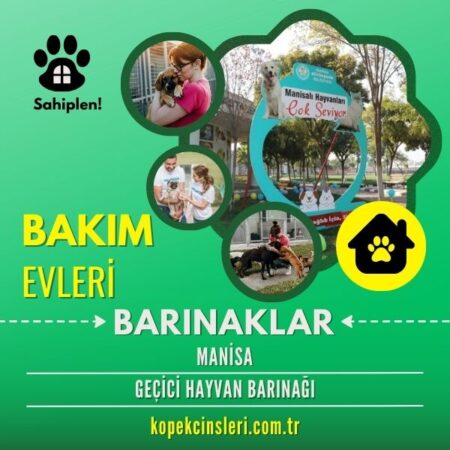 Manisa Geçici Hayvan Barınağı