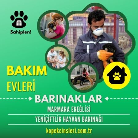 Marmara Ereğlisi Yeniçiftlik Hayvan Barınağı