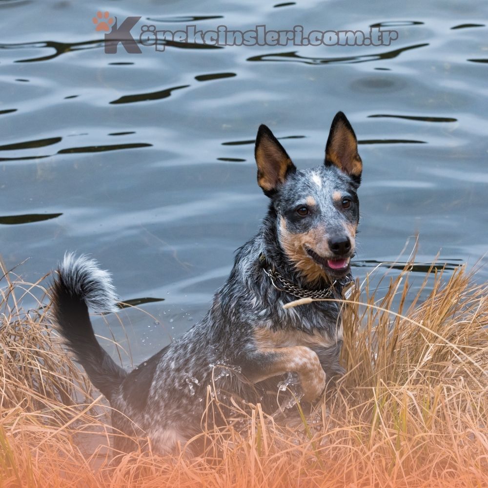 Mavi Renkli Köpekler