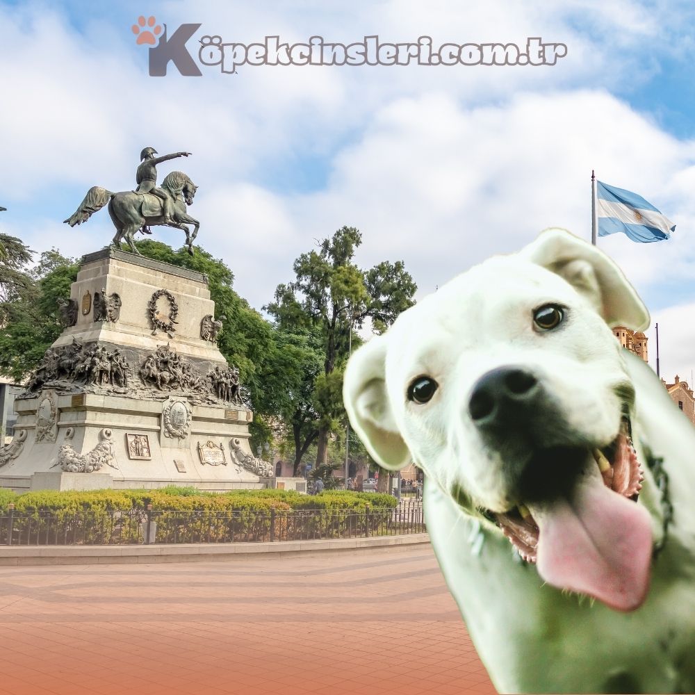 Menşei Arjantin Olan Köpekler