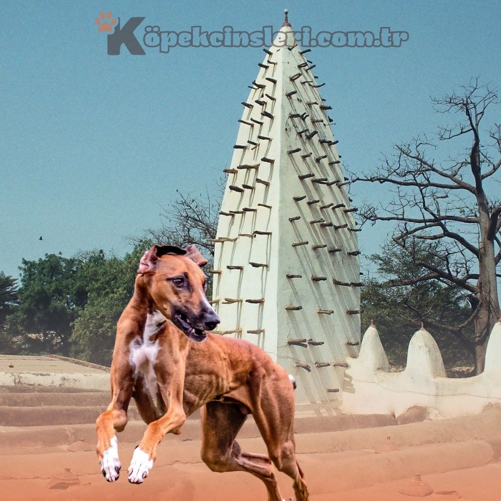 Menşei Burkina Faso Olan Köpekler