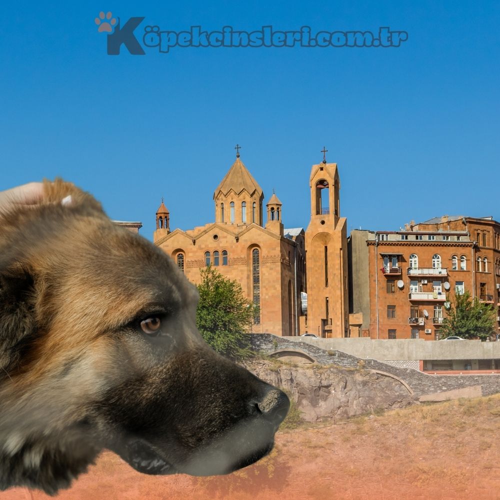 Menşei Ermenistan Olan Köpekler
