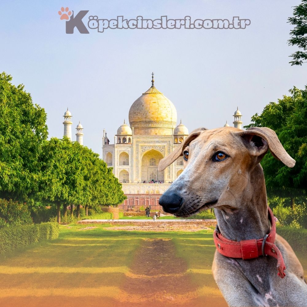 Menşei Hindistan Olan Köpekler