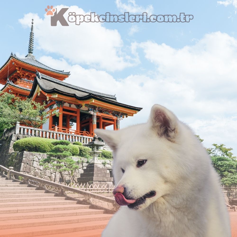Menşei Japonya Olan Köpekler